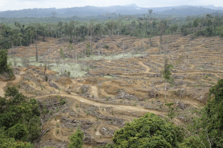 forest clearance