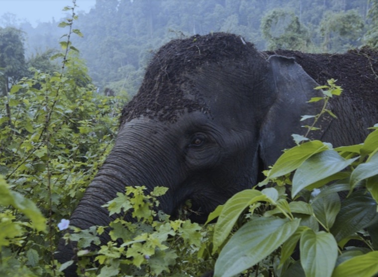 Sumatran Elephant