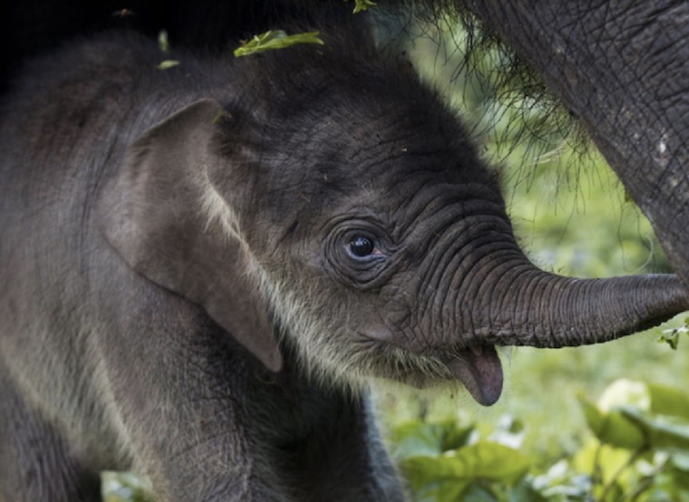 Baby Sumatran Elephant