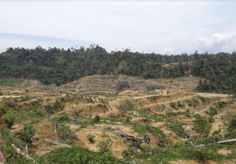 forest clearance