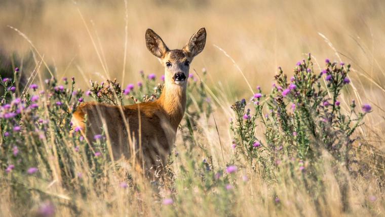 Deer