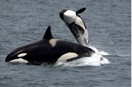 Orcas