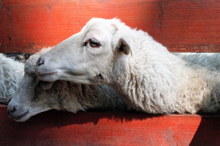 Sheep