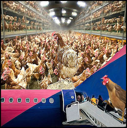slaughterhouses