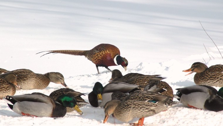 wild Ducks