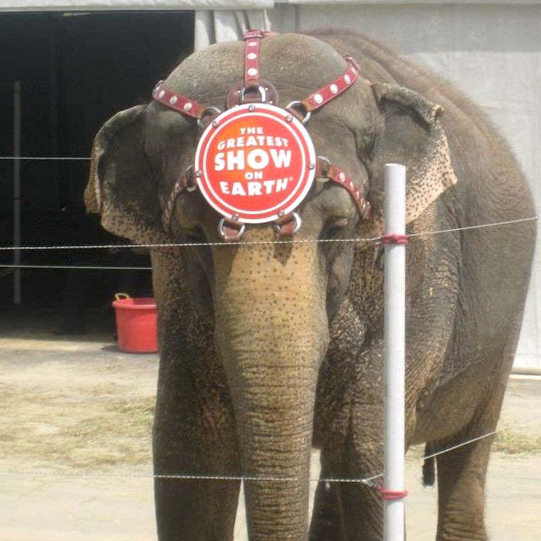 Elephant Ringling