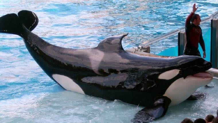 captive orca