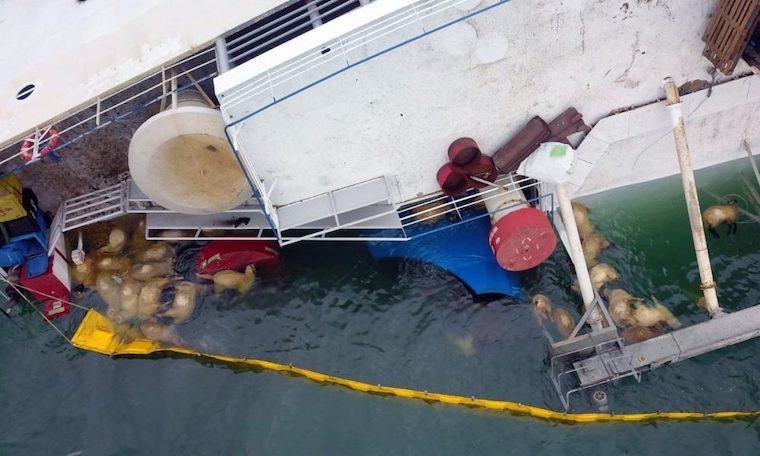 drowned Sheep