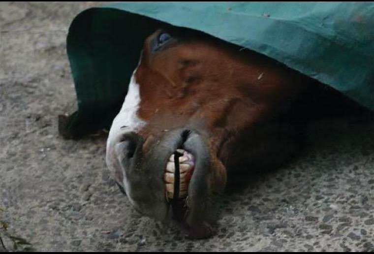 dead race Horse