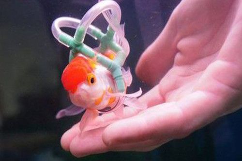 Einstein Goldfish