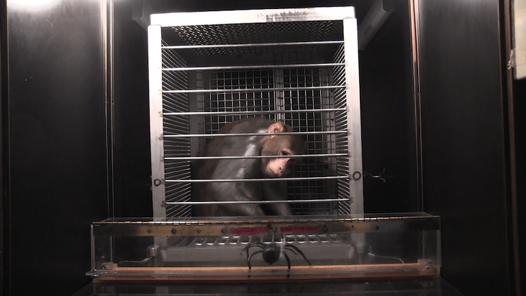 NIH tortured monkey