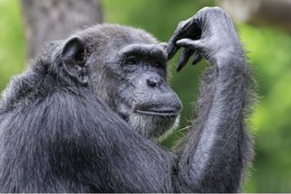 Chimpanzee