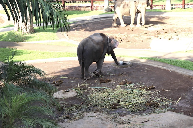 chained Elephant