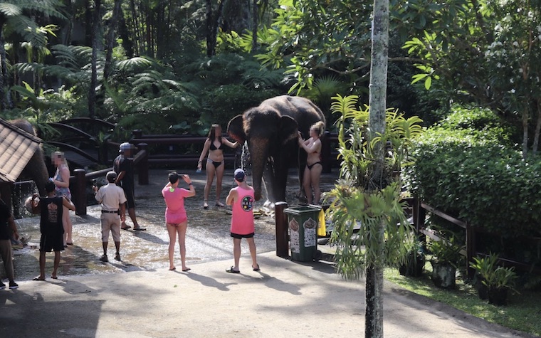 Elephant rides