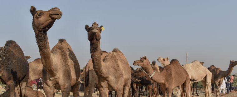 Camels