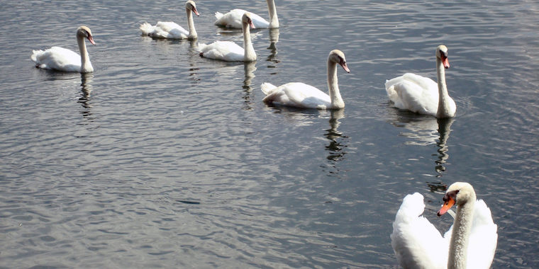 Mute Swans