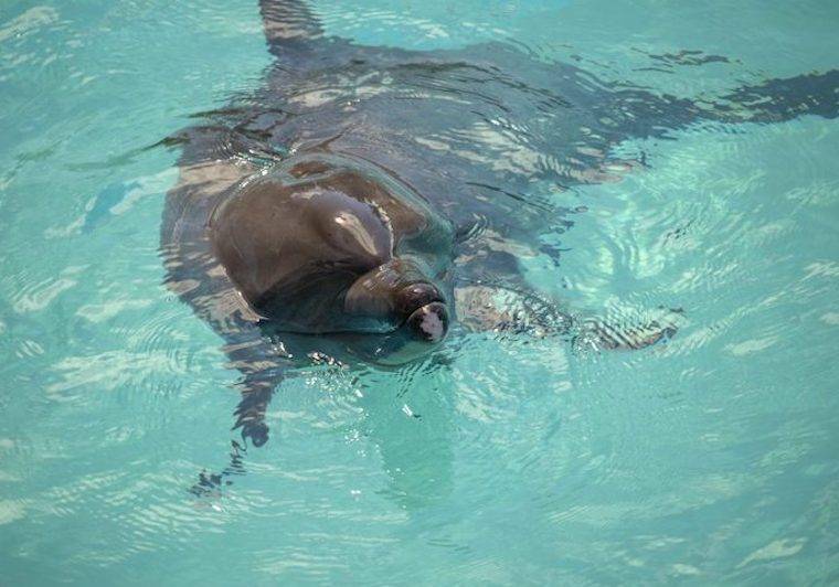 Mexico dolphins