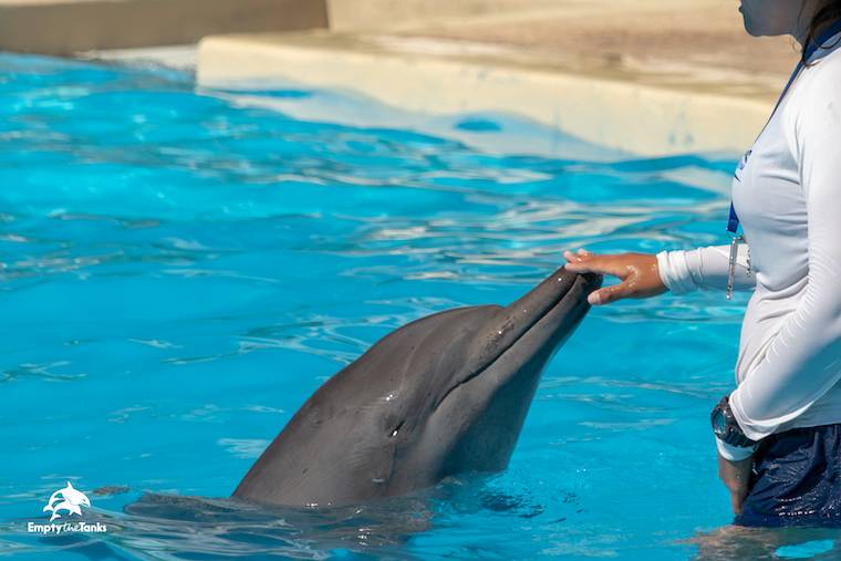 Mexico dolphins