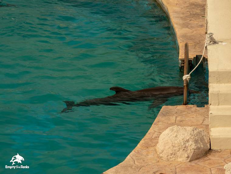 Mexico dolphins