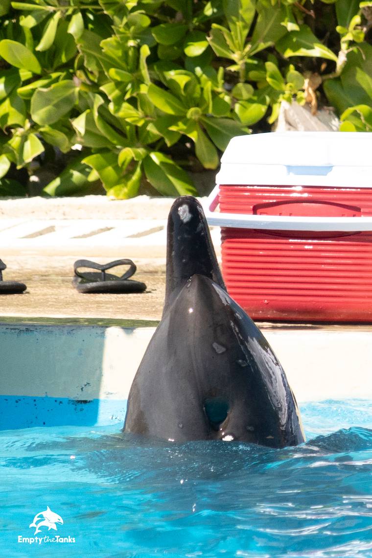Mexico dolphins