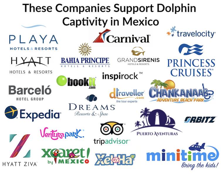 Mexico dolphins