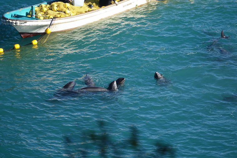Taiji dolphin slaughter