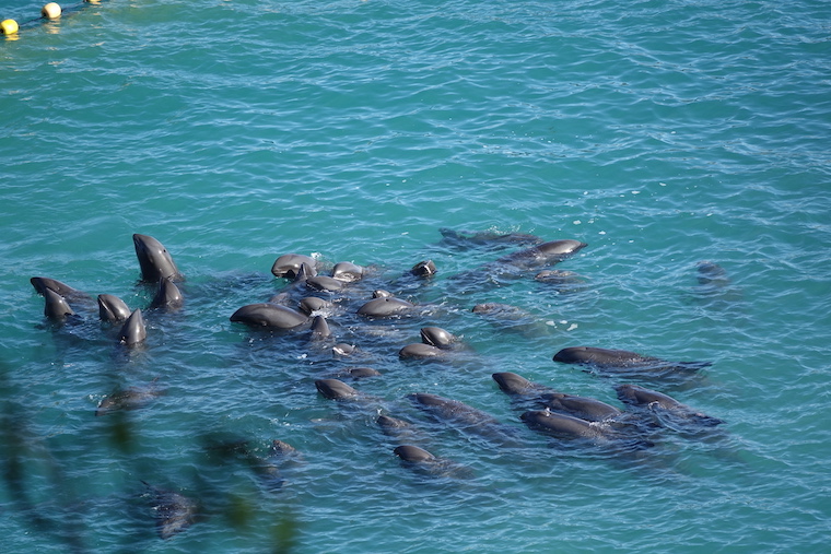 Taiji dolphin slaughter