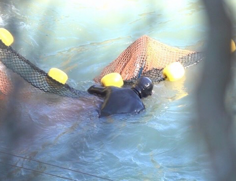 Taiji dolphin slaughter