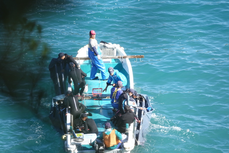 Taiji dolphin slaughter