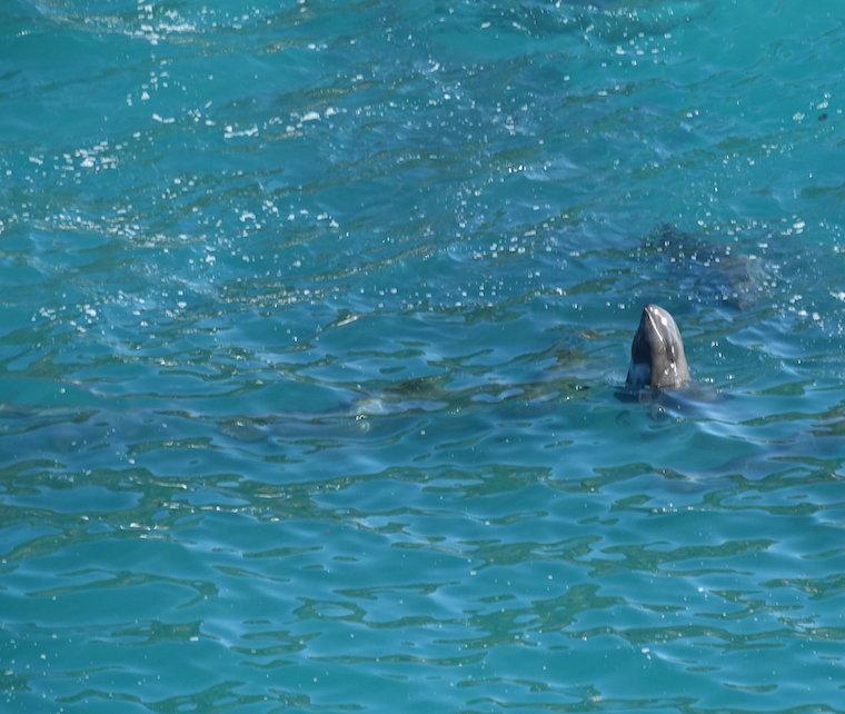 Taiji dolphin slaughter