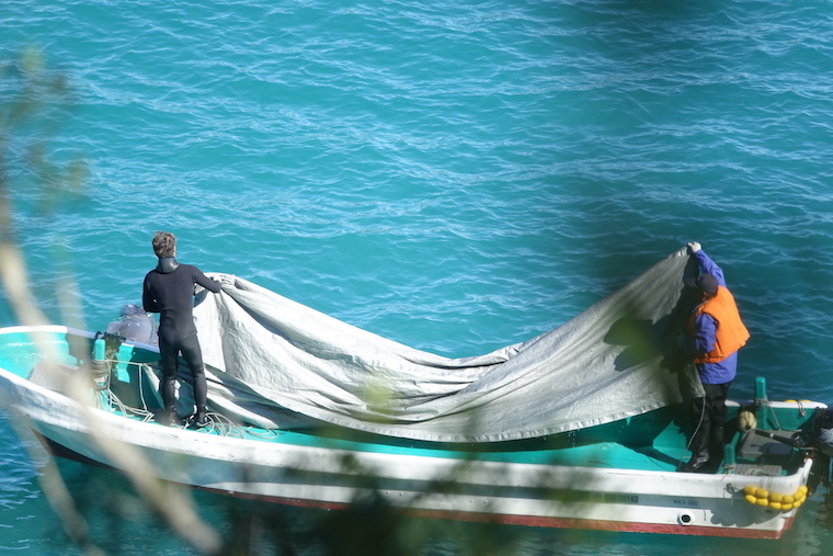 Taiji dolphin slaughter