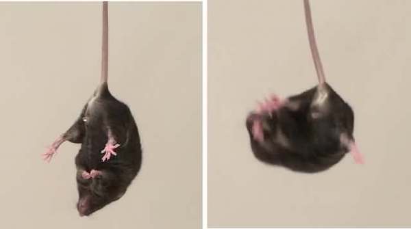 tortured mouse