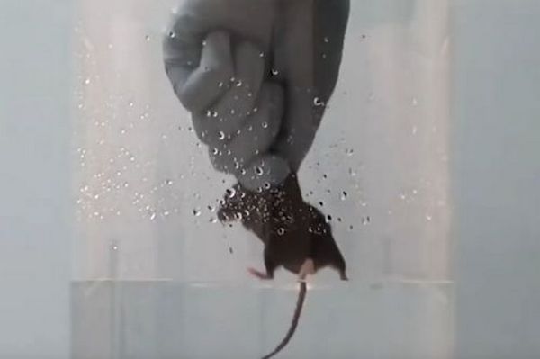 water boarding mice