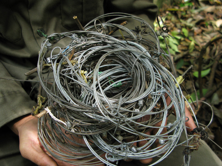 wild animal snares