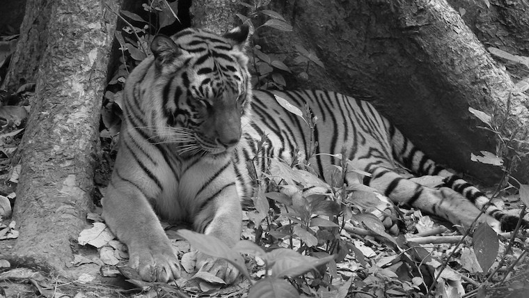 rescued Tiger