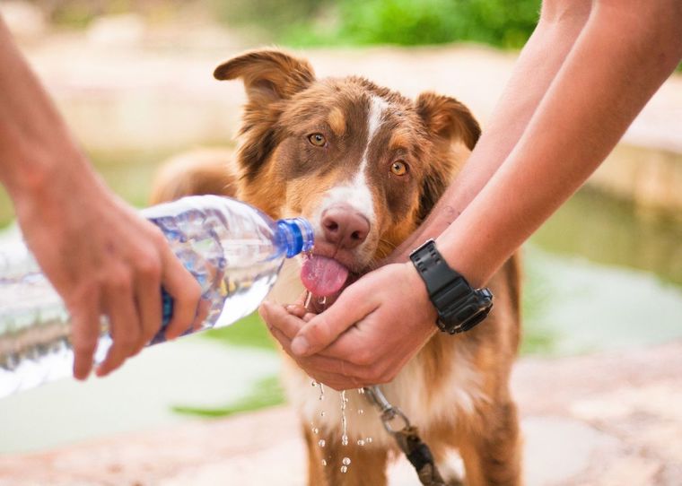 water for Dog