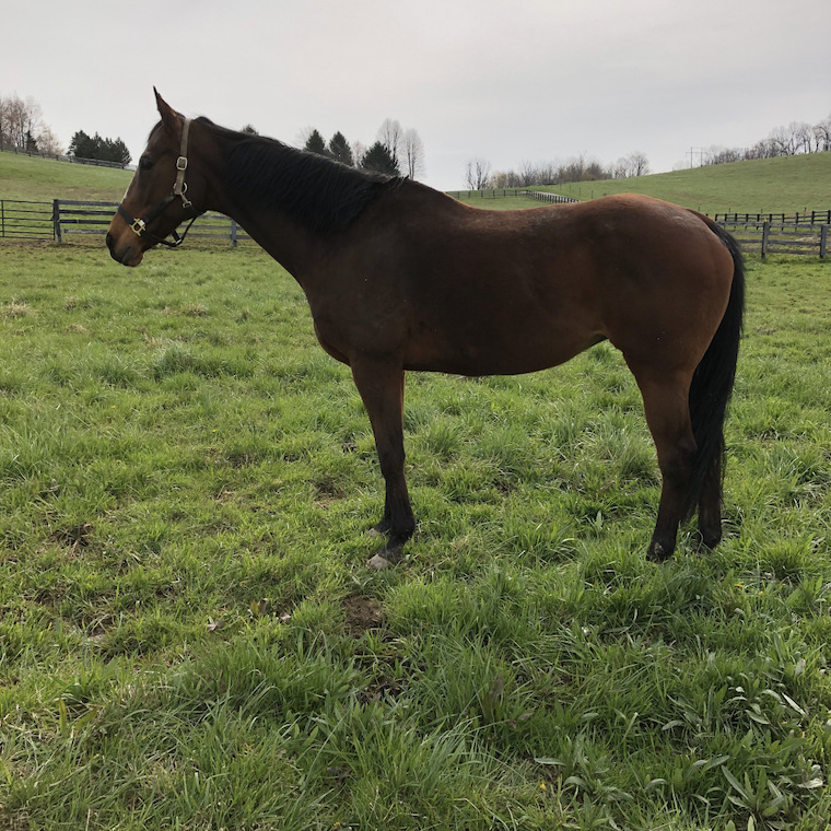 Broodmare Nanny Goat