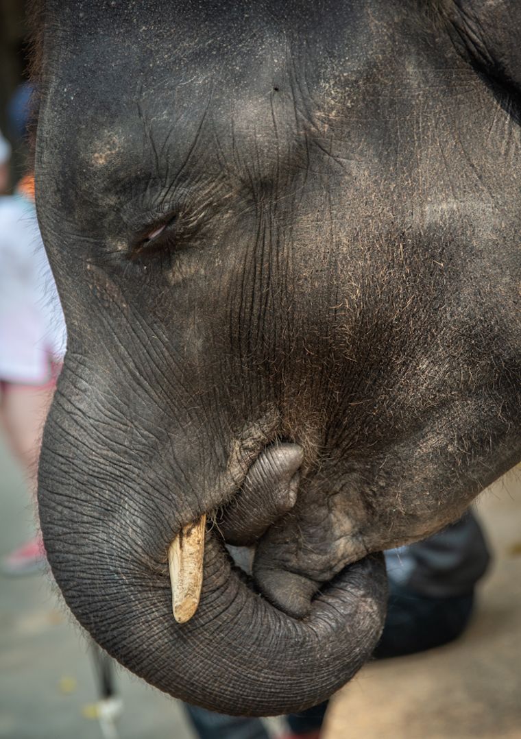 Elephant Dumbo