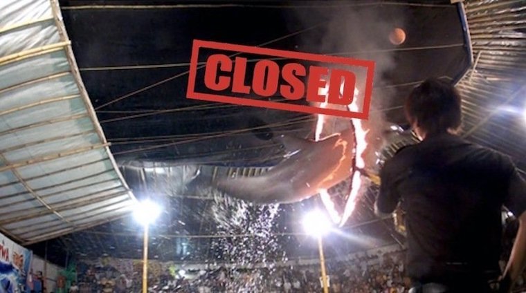 Dolphin circus