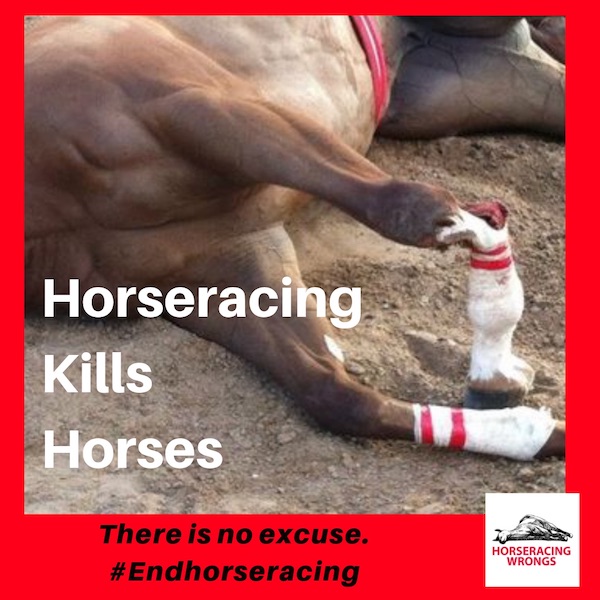 horseracing kills