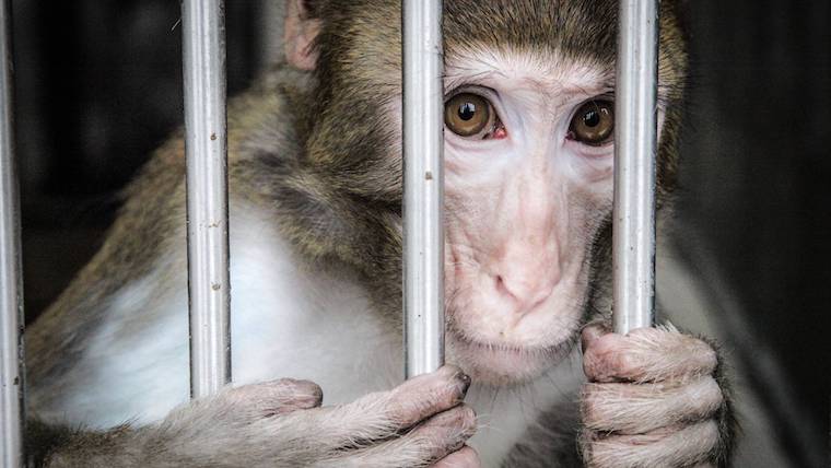 caged Monkey