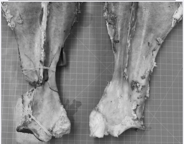 racehorse fractures