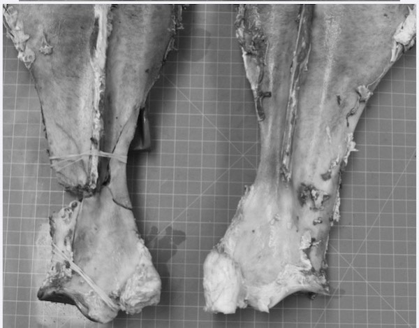 racehorse fractures