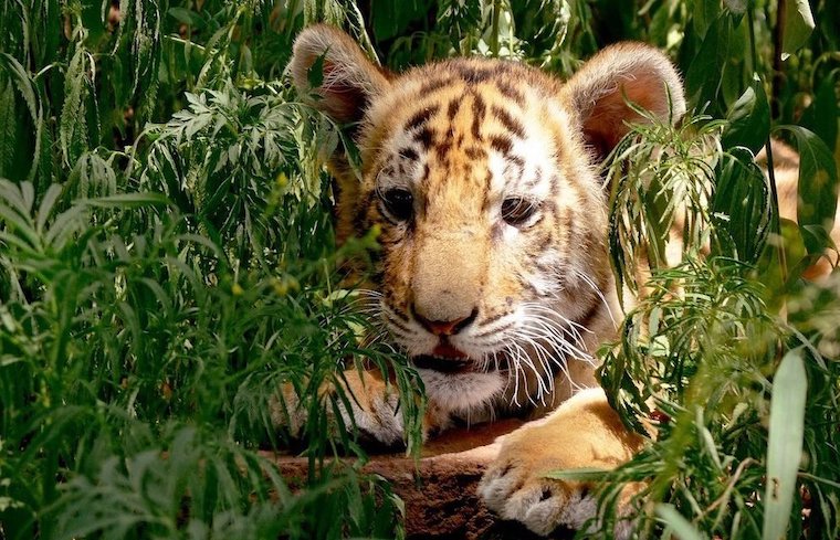 Tiger cub