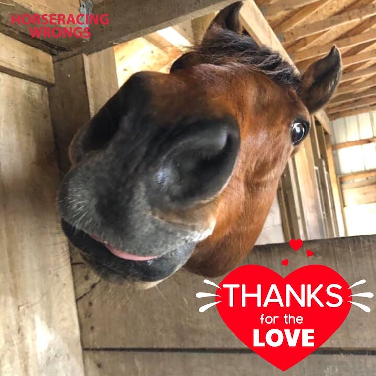 happy Horse