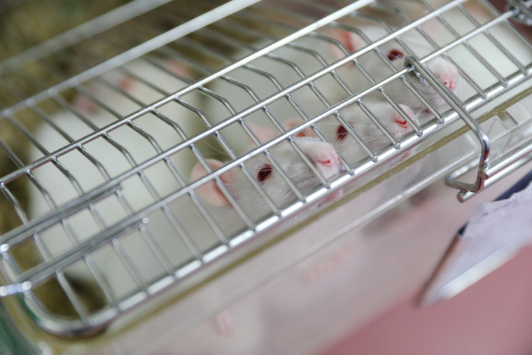 Mice