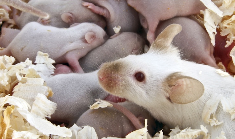 Mice