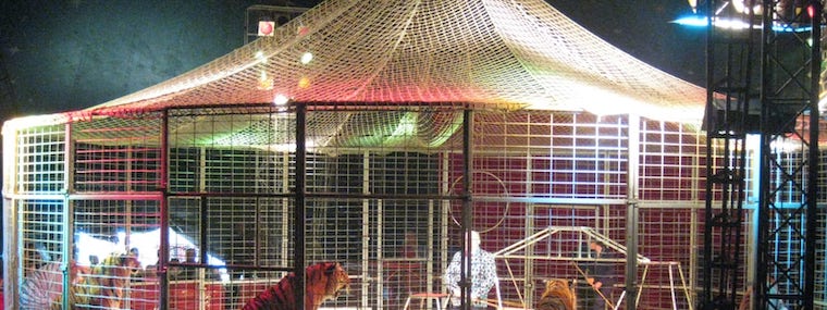 wild Animal circuses
