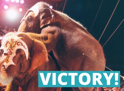 circus Elephants
