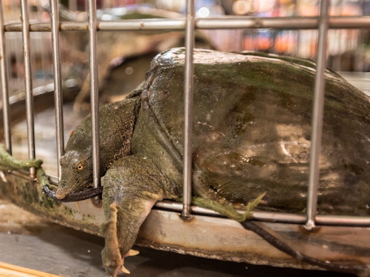 caged Turtle
